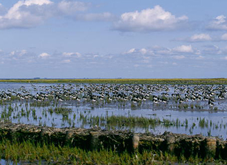 와덴해역 │ The Wadden Se