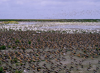 와덴해역 │ The Wadden Se