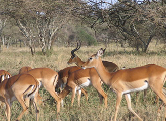 탄자니아 – 세렝게티 국립공원림